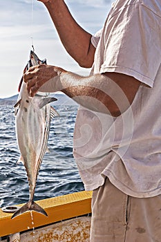 Tuna Hooked While Fishing in the Gulf of California photo