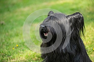 Black Skye Terrier, looking left with long coat over face and eyes