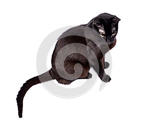 Black slender cat sitting on a white background, isolated image