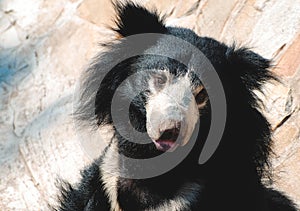 Black sloth bear
