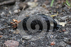 Black Slug