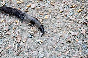 Black Slug