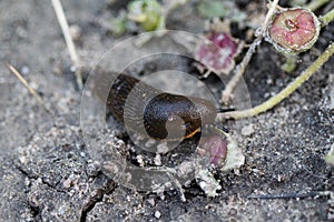 black slug (Arion ater), also known as black arion, European black slug, or large black slug, sitting on a fench in the garden