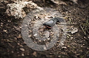 Black slug Arion ater