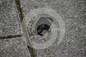 The black slug (arion ater) comes out from grass to road