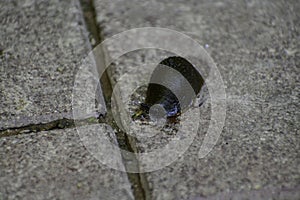 The black slug (arion ater) comes out from grass to road