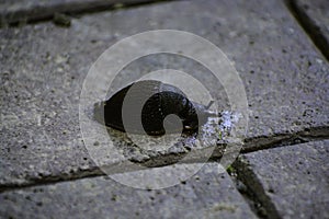 The black slug (arion ater) comes out from grass to road