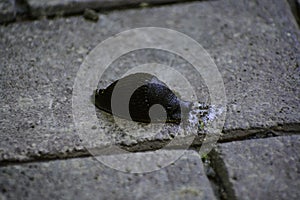 The black slug (arion ater) comes out from grass to road