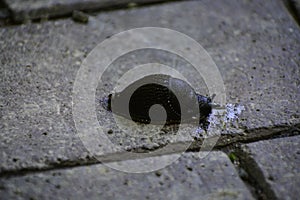 The black slug (arion ater) comes out from grass to road