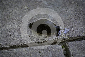 The black slug (arion ater) comes out from grass to road