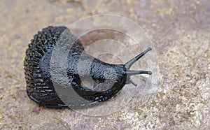 Black slug Arion ater with exposed pneumostome