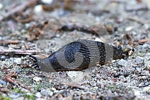 Black slug (arion ater)