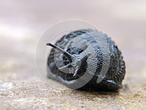 Black slug Arion ater macro photo