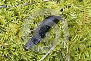 Black Slug - black arion