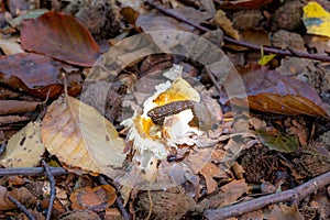 A black slug or black Arion, on a fungus in a forest in Scania, southern Sweden