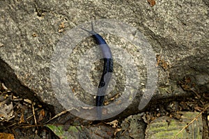 Black Slug Arion Ater Arionidae Eupulmonata Purple