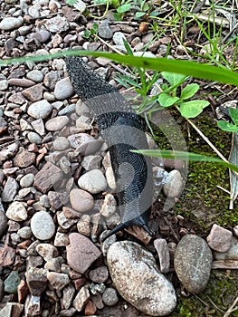 Black slug crawling on fine gravel