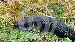 Black slug crawling on moss. Arion ater.