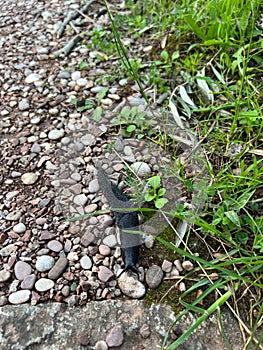 Black slug crawls on gravel near green grass