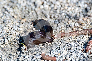 Black slug eating the worm on the ground.