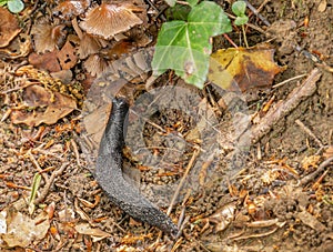 A black slug eats a fungus in the forest