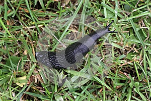 Black Slug.
