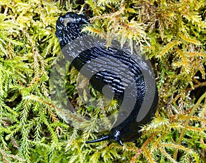 Black slug green moss
