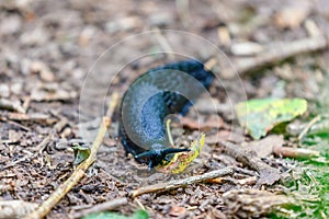Black slug on the ground