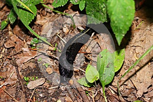 Black slug Limax cinereoniger