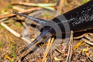 Black slug Limax cinereoniger crawling in the woods