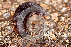 Black slug in a road