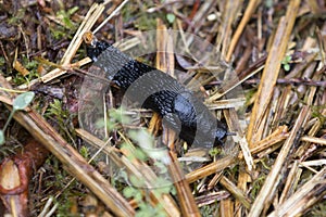 Black Slug on vegetable patch