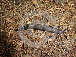 Black slug with a white stripe in the forest