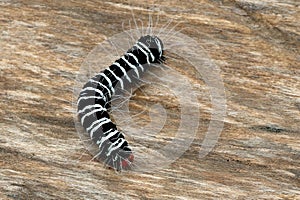 Black Slug worm on old wooden background