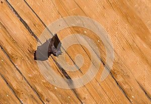 Black small bat with straightened leather wings against the background