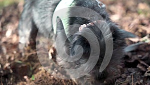 Black small Cairn Terrier dog seriously digging Slow Motion Ellijay Georgia