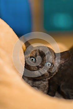 Black small devon rex baby kitty closeup