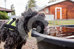 Black small dog drinking from water bowl