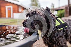 Black small dog drinking from water bowl