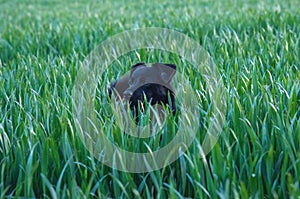 Black small dog in a green cornfield
