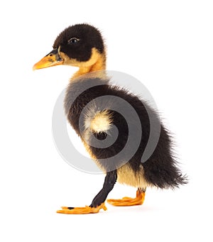 The black small duckling