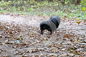 Black small hunting dog Dachshund breed runs through the forest. Autumn forest, yellow leaves, animal to hunt.