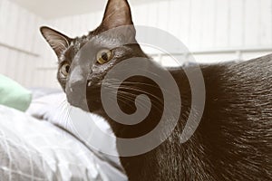 Black Small Kitten looks into the camera. A young cat with yellow eyes.