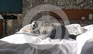 Black small mixed breed dog smiling and lying down happily on the white bed sheet