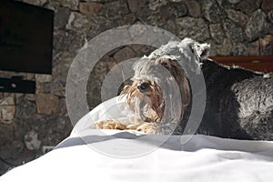 Black small mixed breed dog smiling and lying down happily on the white bed sheet