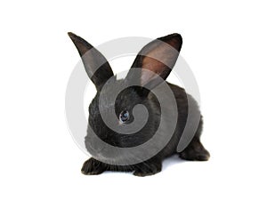 Black, small rabbit