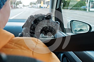 Black small scnhauzer dog enjoying a car ride