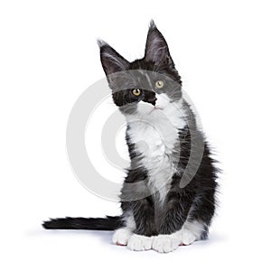 Black smoke Maine Coon kitten sitting with titeld head looking to the side isolated on white background