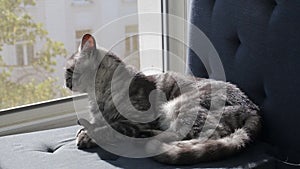 Black smoke tabby british cat on a window sill