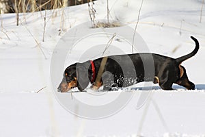 Black smooth-haired dachshund